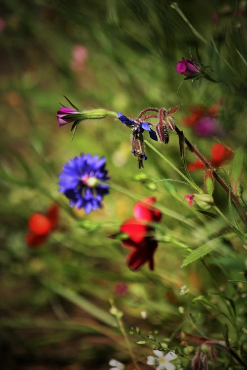 Close-up Photo of Wild Flowers