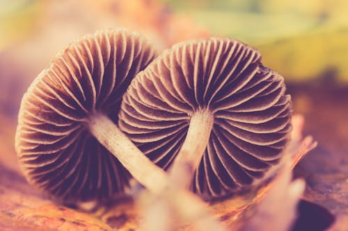 Two Brown Mushrooms On Ground