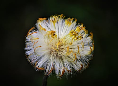 Close-up Photo of Dandelion Flower 