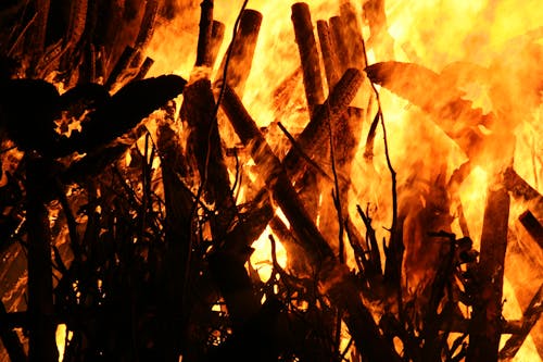 Burning Firewoods