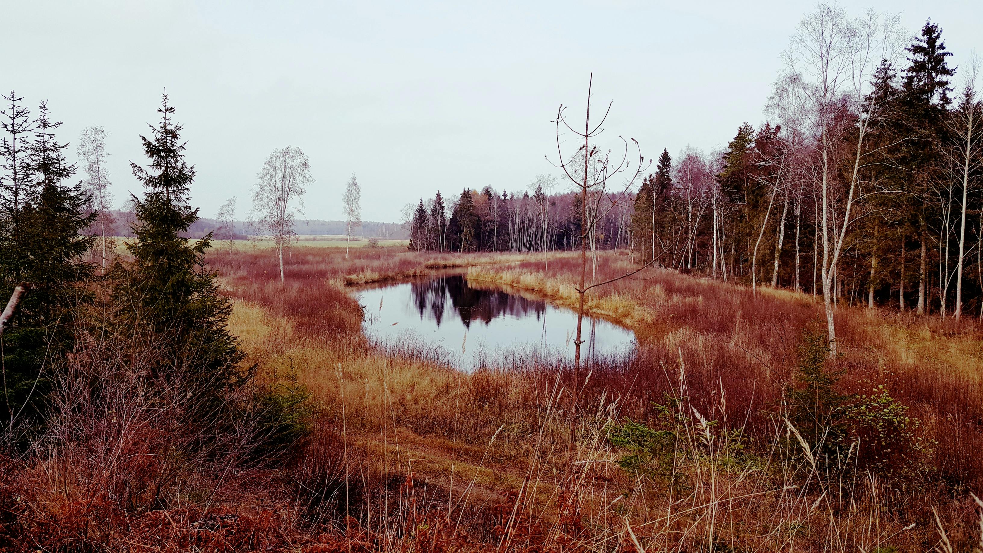 宁静的秋景中，一个被树木和秋叶环绕的反光池塘格外引人注目