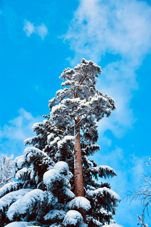 Free stock photo of arctic nature, germany, mothernature