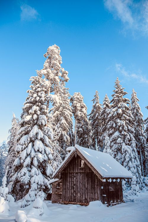 Free A wooden cabin surrounded by snow-covered fir trees under a bright blue sky in a serene winter landscape. Stock Photo