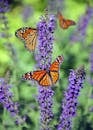 Macro Photography of Butterflies Perched on Lavender Flower