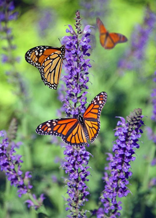 Free Macro Photography of Butterflies Perched on Lavender Flower Stock Photo