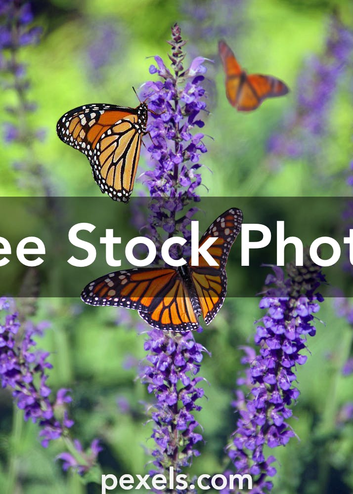 collection-of-over-999-butterfly-images-stunning-full-4k-butterfly-images