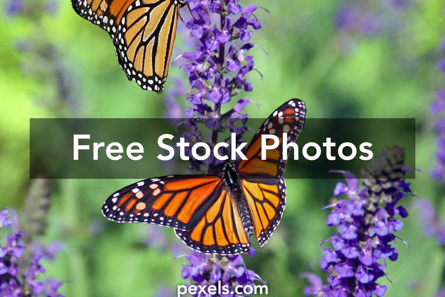 2,000+ Best Butterfly Images · 100% Free Download · Pexels Stock ...