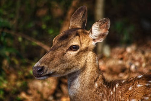 Kostnadsfri bild av cervidae, djurfotografi, djurhuvud