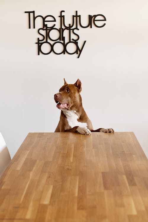 Curious American Pit Bull Terrier standing on hind legs at wooden table and looking away near white wall with The Future Starts Today decorative inscription