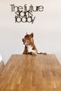 Curious American Pit Bull Terrier standing on hind legs at wooden table and looking away near white wall with The Future Starts Today decorative inscription
