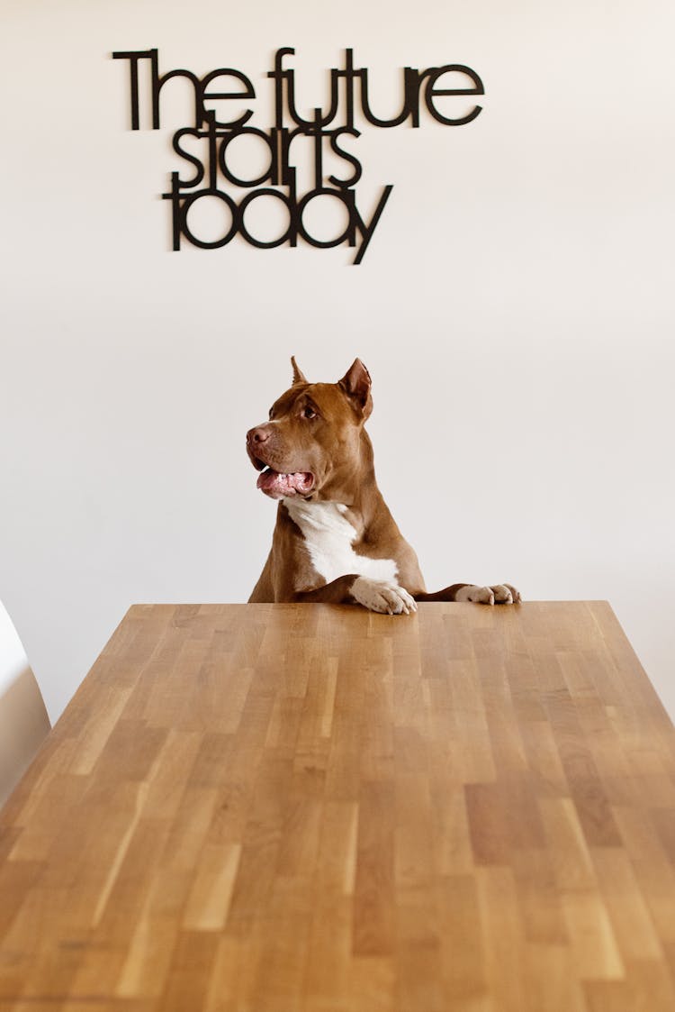 Adorable Purebred Dog Standing At Wooden Table And Looking Away