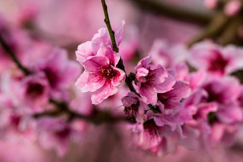 Gratis stockfoto met bloeien, bloeiende boom, bloem fotografie