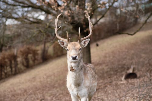 Gratis Fotos de stock gratuitas de animal, ciervo, cornamenta Foto de stock