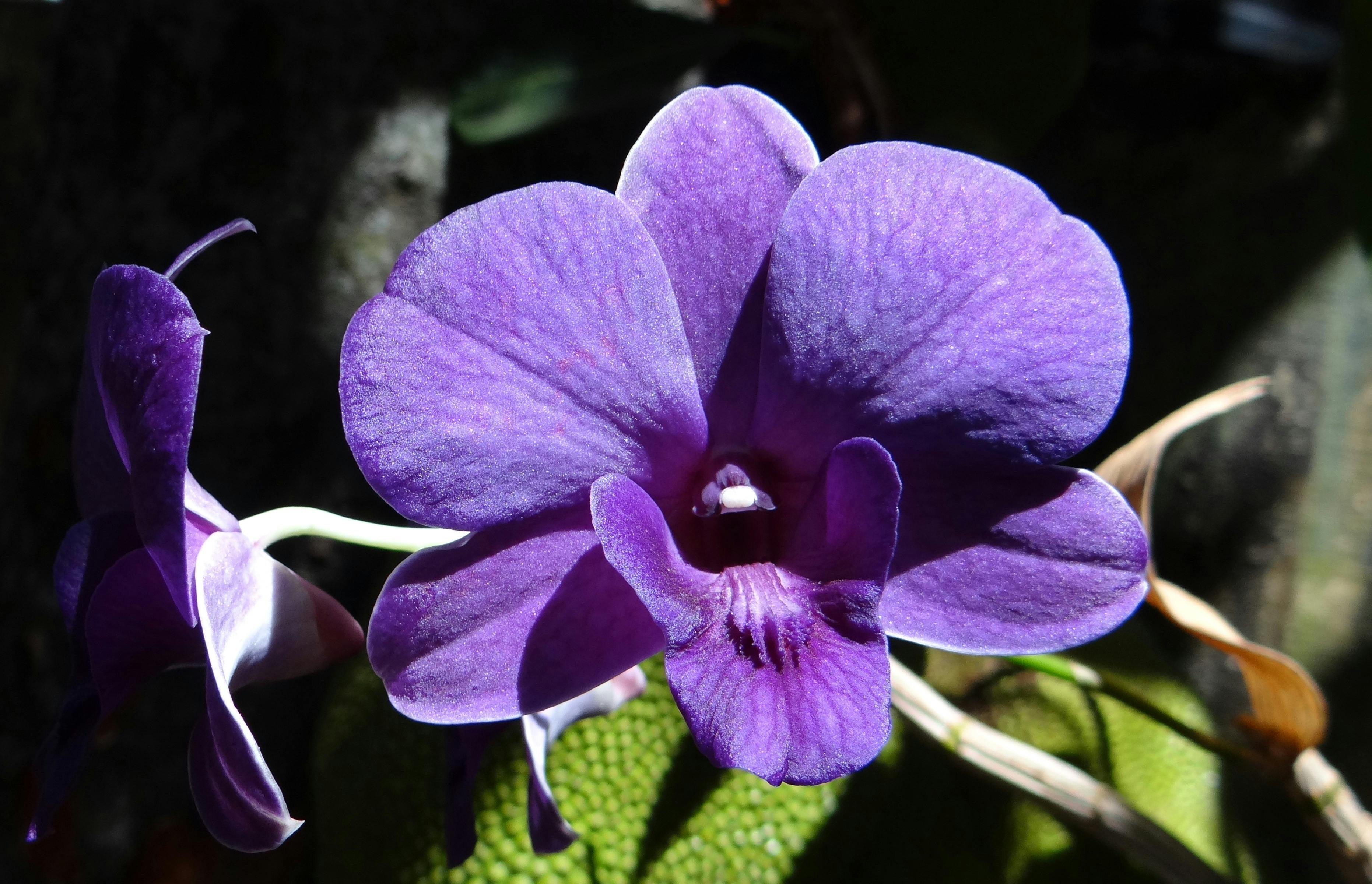 Resultado de imagem para orchid dendrobium pexels