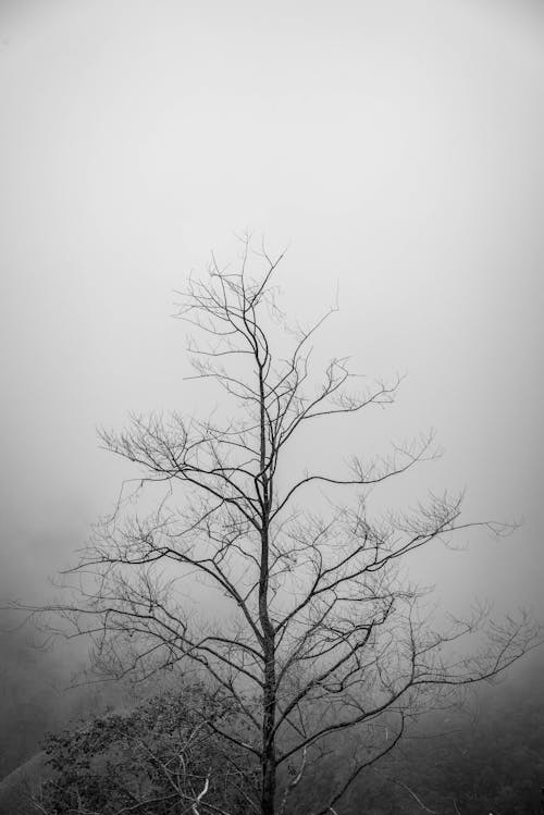 Gratuit Imagine de stoc gratuită din alb-negru, arbore, cețos Fotografie de stoc