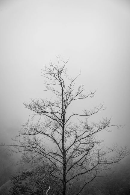 A striking black and white image of a bare tree silhouetted against a foggy backdrop in Kodaikanal's misty atmosphere.