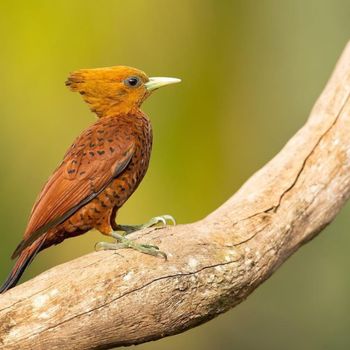 Close-up of a chestnut colored woodpecker perched on a branch against blurred green background.