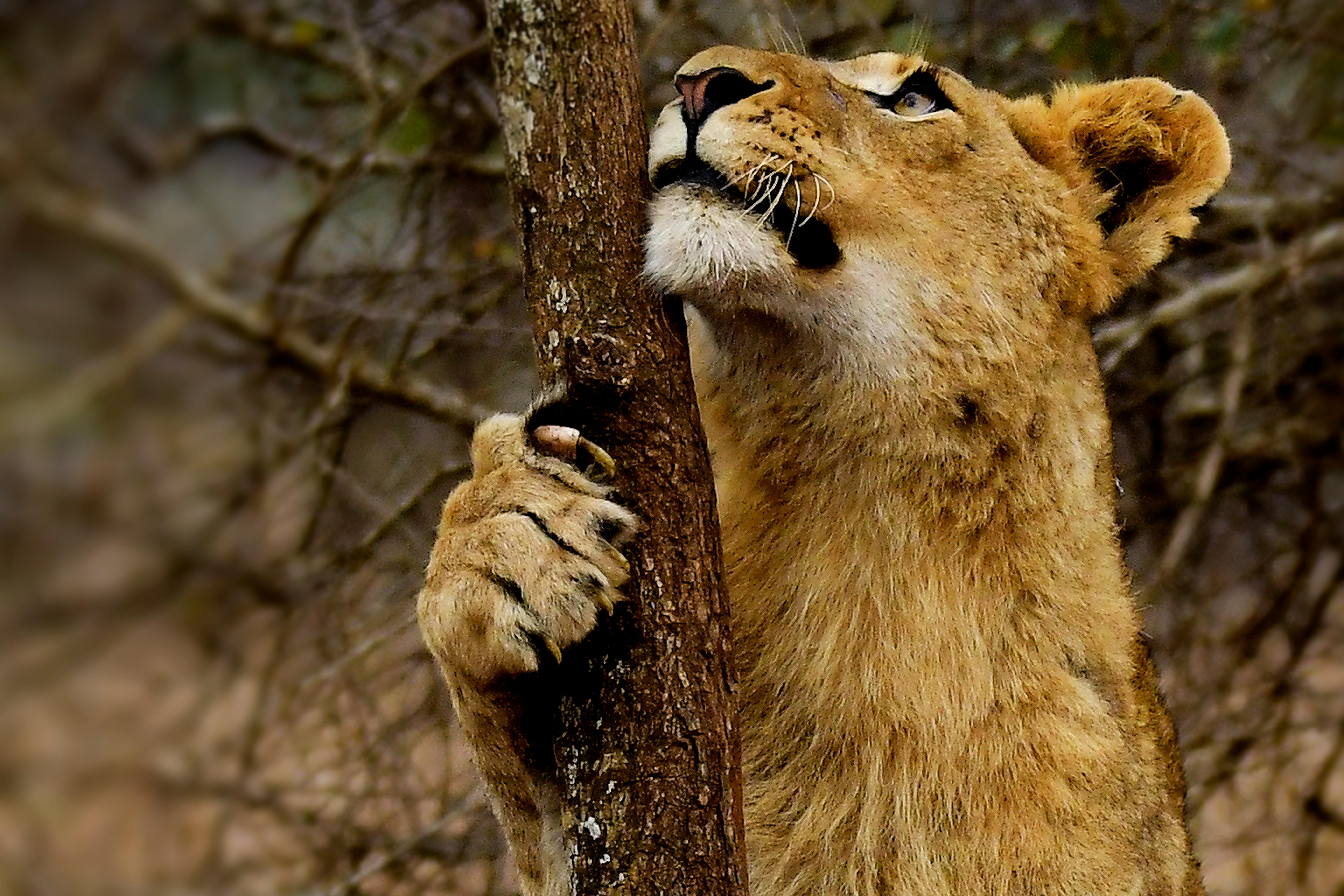 Free stock photo of lion nails, lion sharpening nails, nails