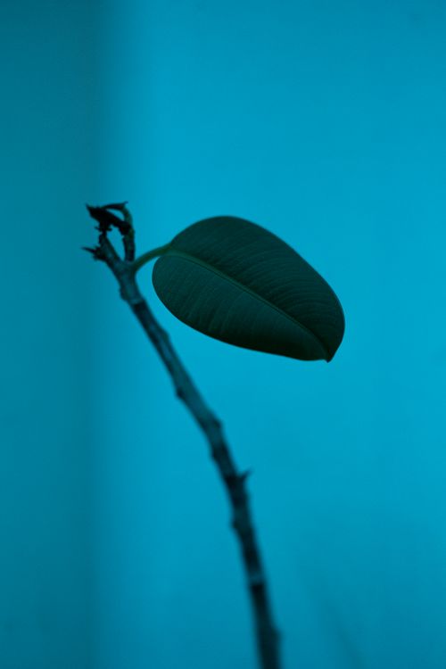 Free A solitary green leaf on a stem against a vibrant blue background. Stock Photo