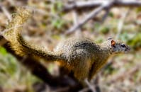 一张松鼠栖息在自然环境树枝上的照片，清晰地展示了它的皮毛和尾巴