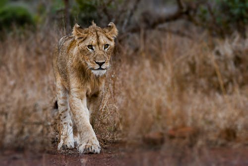 бесплатная Фотография молодого льва Стоковое фото