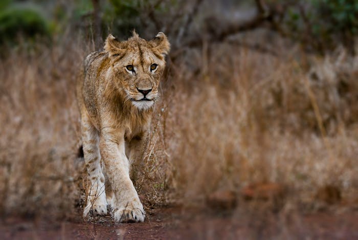 Close-up portrait of a lioness in the African wild