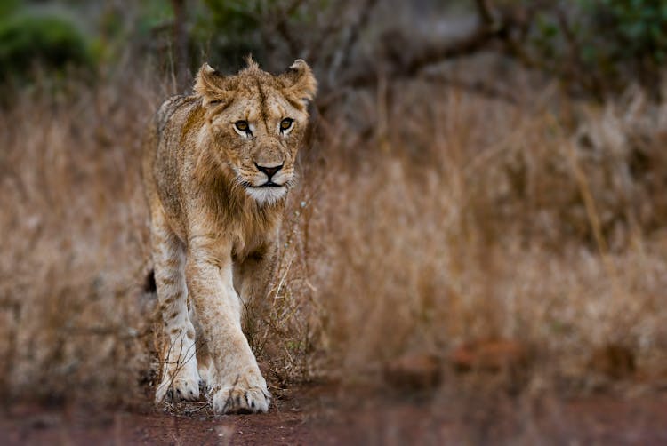 Photography Of Young Lion