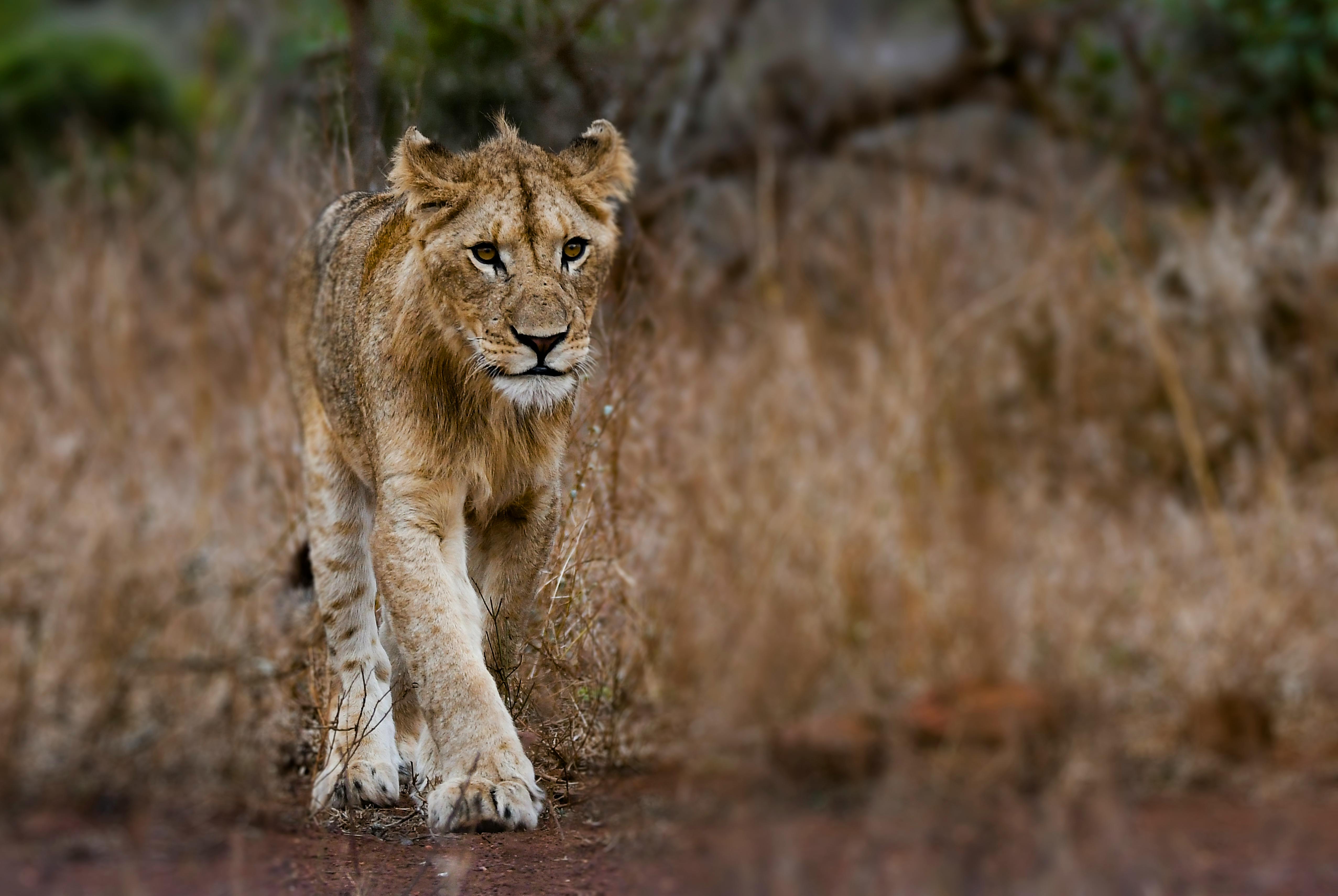 Gray Lioness Free Stock Photo gray-lioness-free-stock-photo