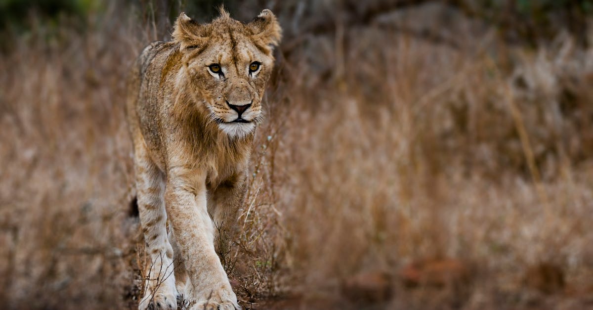 Photography of Young Lion