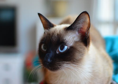 çapraz gözler, çok sevimli, ev kedisi içeren Ücretsiz stok fotoğraf