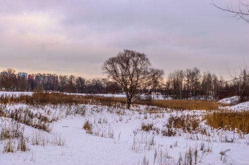 Free Serene winter landscape of a snow-covered field with bare trees at dusk, capturing the peacefulness of nature. Stock Photo