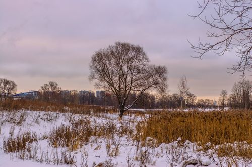 Free Tranquil winter landscape with snow-covered field and leafless trees at dusk. A serene natural scene. Stock Photo