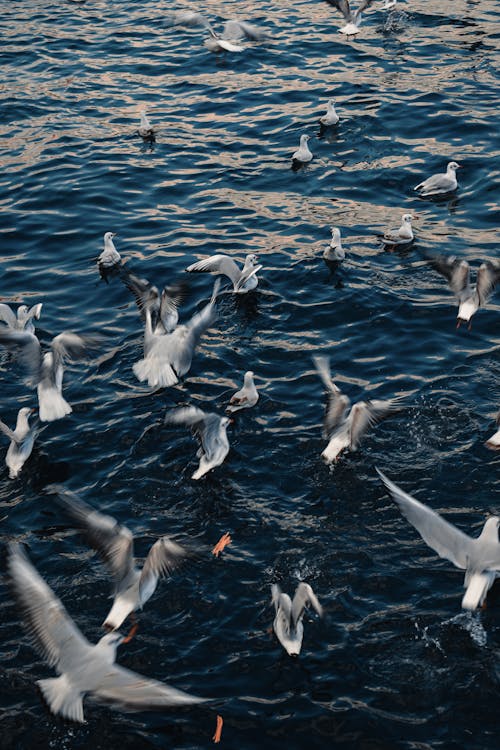 Flock of Birds Flying over the Sea