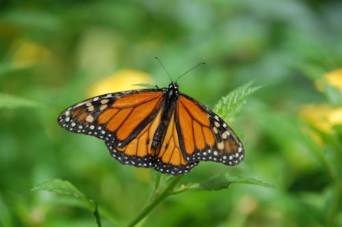 Gratis Foco Superficial De Una Mariposa Monarca Foto de stock
