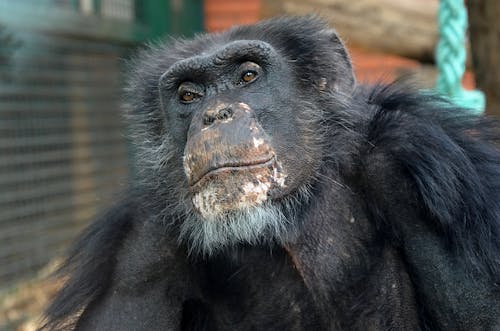 チンパンジー, モンキー, 動物の写真の無料の写真素材