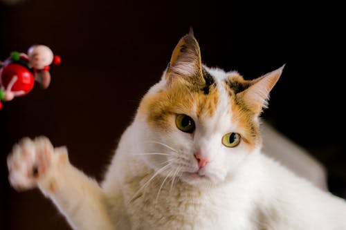 무료 흰색과 주황색 줄무늬 고양이 스톡 사진