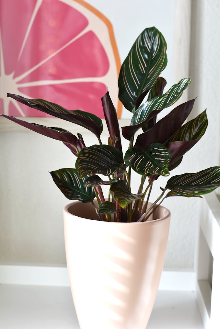 A Calathea Plant In A Ceramic Pot 