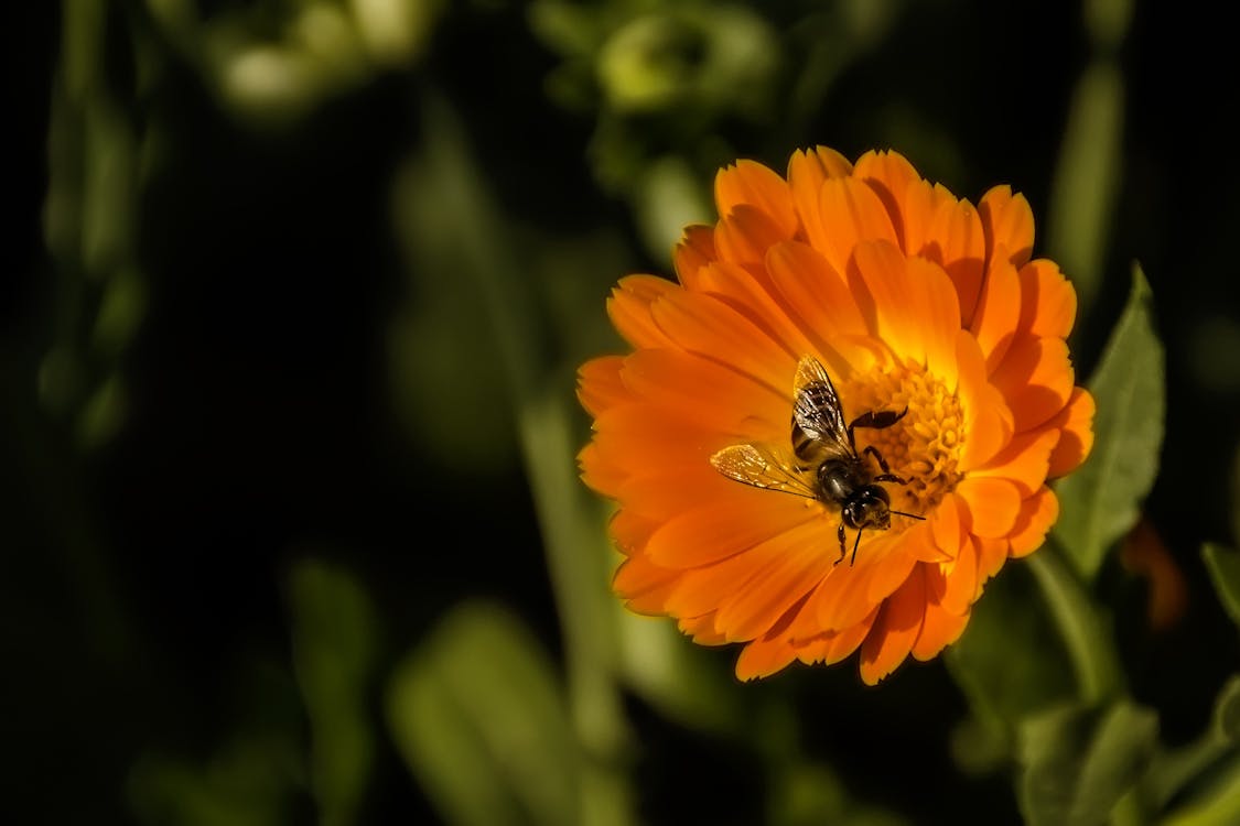 무료 검정색과 노란색 꿀 꿀벌 퍼치 오렌지 꽃잎 꽃 스톡 사진
