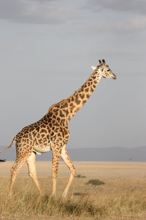 Free Коричневый жираф, идущий по коричневой траве Stock Photo