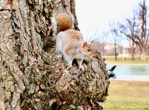 Squirrel on a Tree Trunk