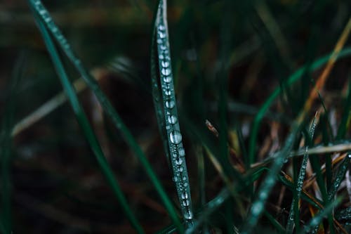 Grass with small transparent water drops on green stem growing on meadow on blurred background