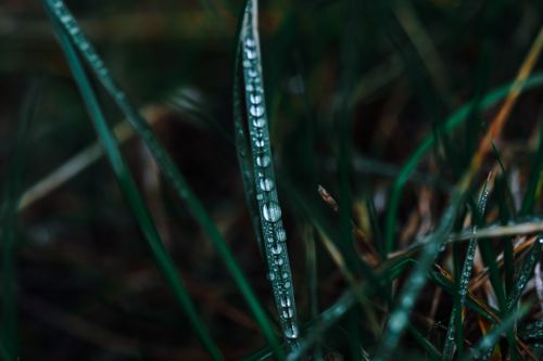 Free Grass with small transparent water drops on green stem growing on meadow on blurred background Stock Photo