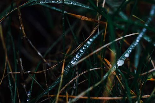 Fresh green grass with drops of dew in forest