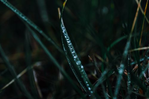 Free Green thin grass covered with drops of crystal dew and growing in nature of forest Stock Photo