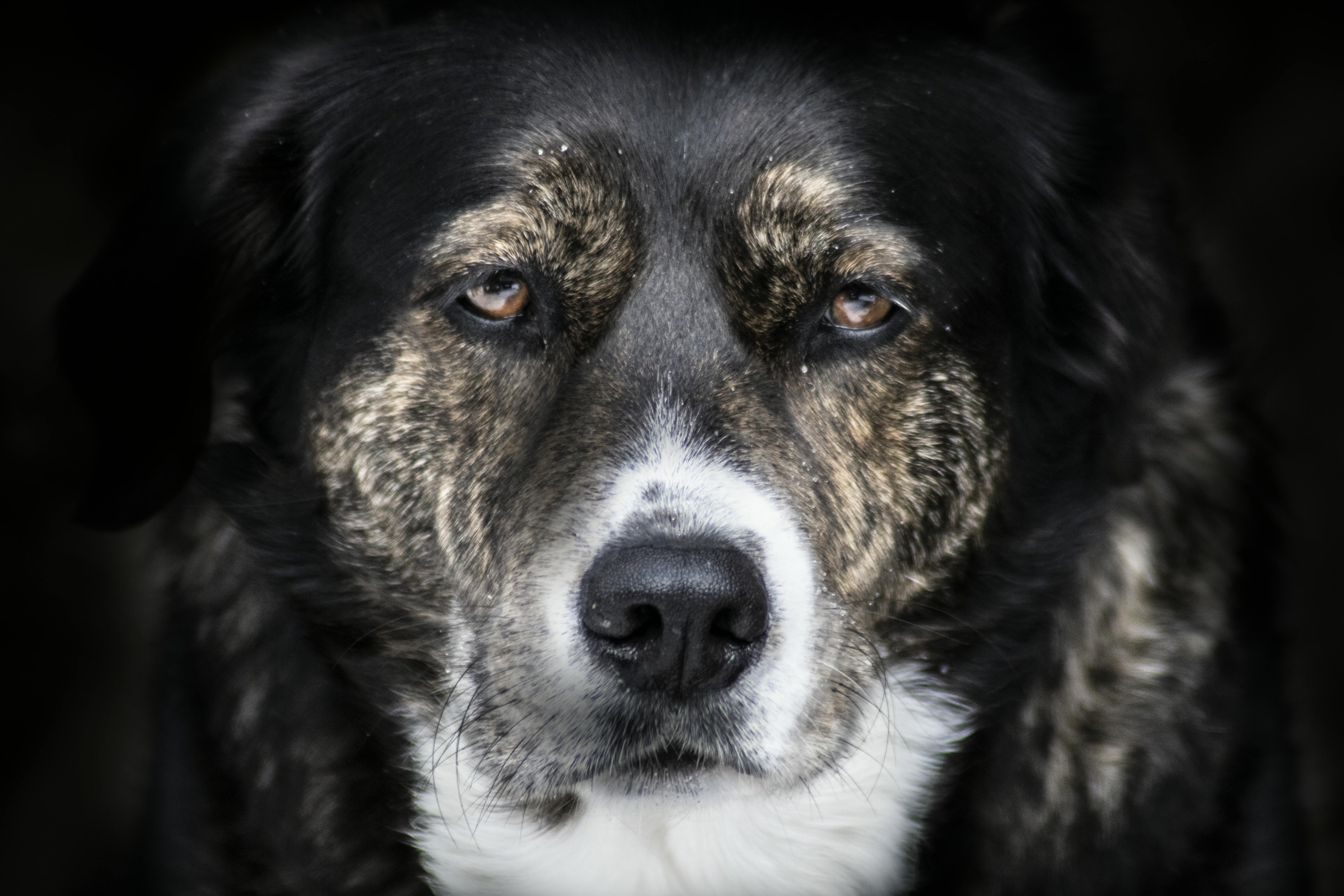 Close up of Dog Head