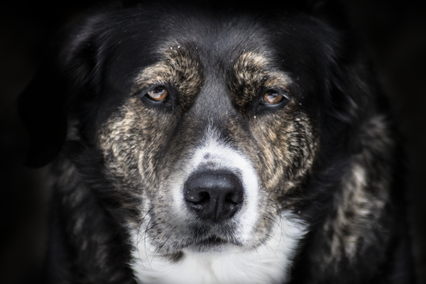 A dog looking into the camera — photo by Štěpán Turník on Pexels