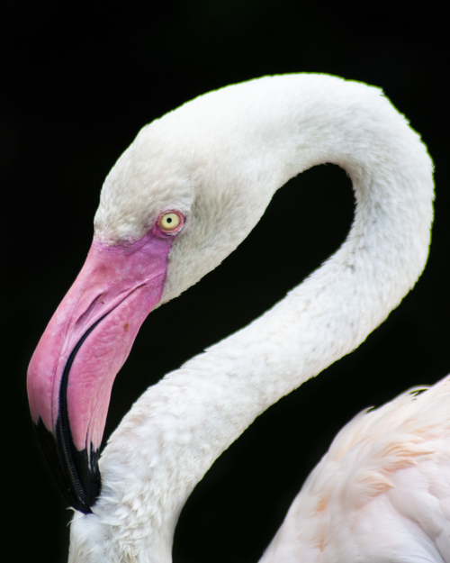 Free Elegant close-up of a flamingo, showcasing its distinctive curved neck and vibrant plumage against a dark background. Stock Photo