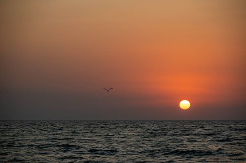 Free A peaceful sunset over the ocean with a bird flying in the sky. Stock Photo