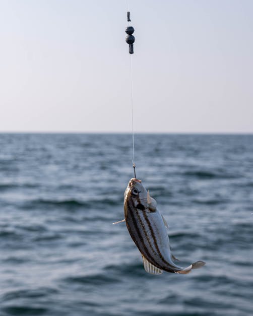 Small Fish Hanging on a Fishing Line on the Background of Blue