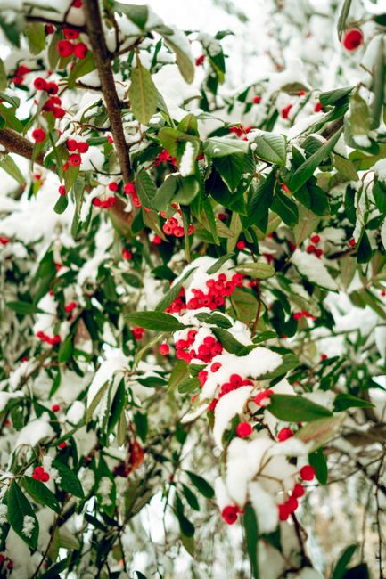 Snow-covered red rowan berries create a vibrant winter scene in Halle, Germany.